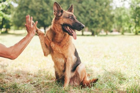 Training - German Shepherd Dog HQ