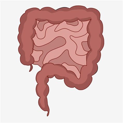 Human Intestine Clipart Hd PNG, Human Intestine Organ Illustration ...