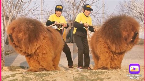 Largest Tibetan Mastiff In The World - Tabitomo