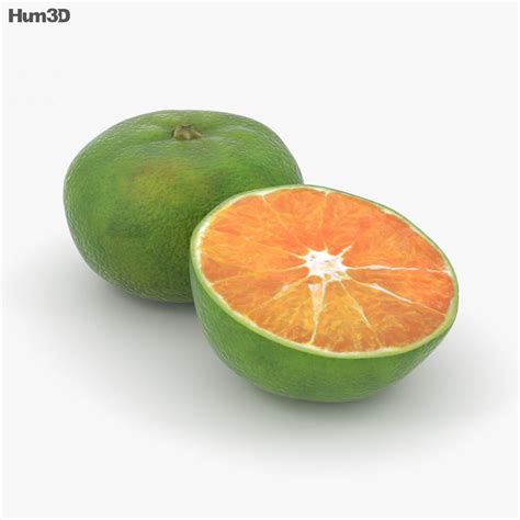 Green Tangerine 3D model - Food on Hum3D