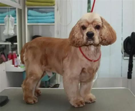 20 best cocker spaniel haircuts for your puppy – Artofit