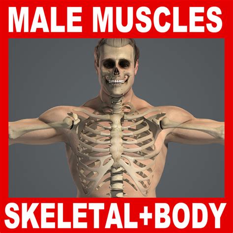 human male skeletal body fbx