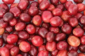 Coffee Cherries: Economic Importance, Uses and By-Products - Agric4Profits