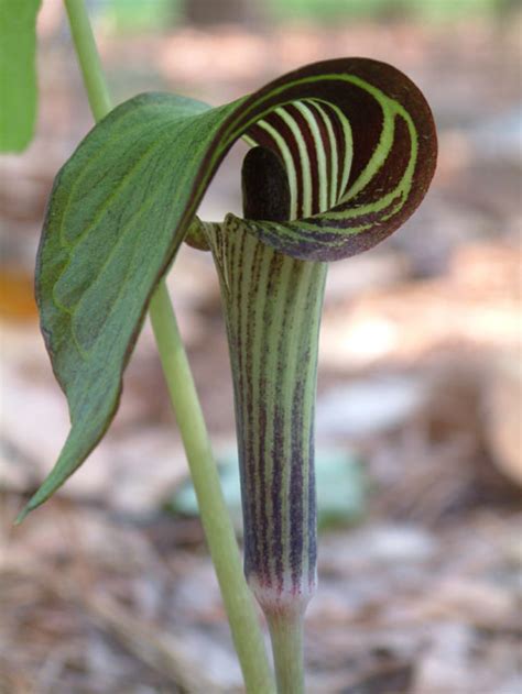 Jack-in-the-Pulpit - Capital Native Plants