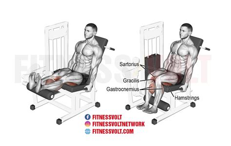 Seated Leg Curl: Master Hamstring & Gastrocnemius Strength – Fitness Volt