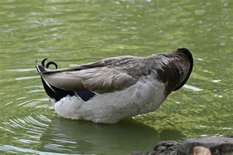 Mallard Drake Duck Tail Free Stock Photo - Public Domain Pictures