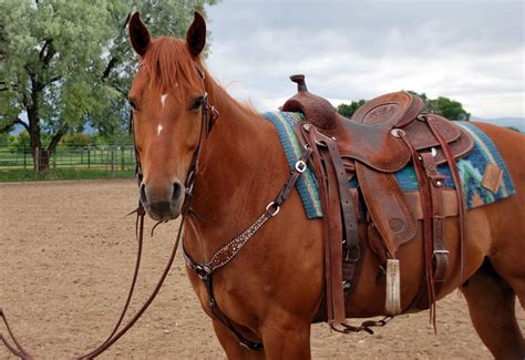 How To Saddle a Horse With a Western Saddle - My New Horse