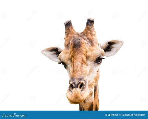 Close Up Giraffe Head Isolated Stock Photo - Image of herbivore, african: 55476220