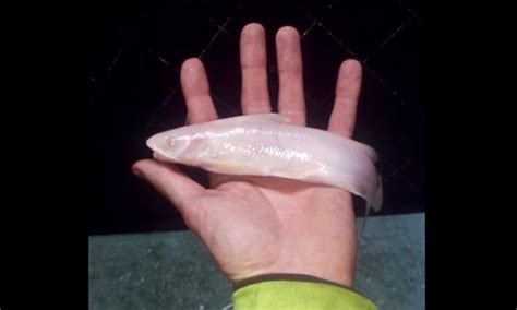 Rare albino catfish caught by fisherman