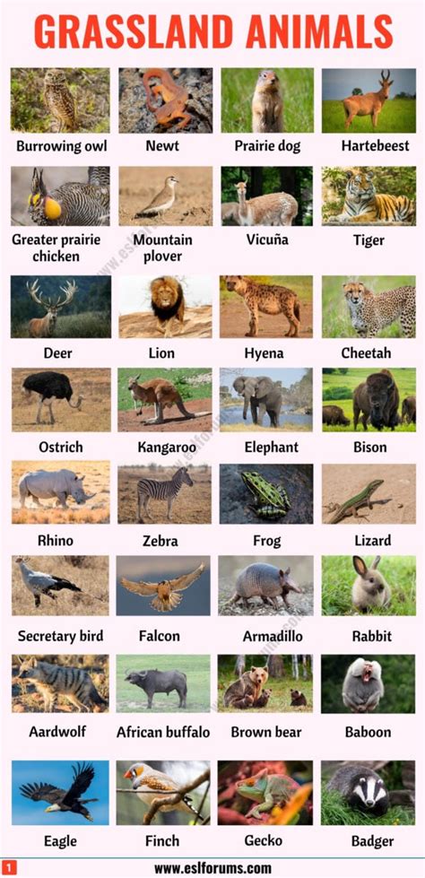 List of Animals: A Big Lesson of Animal Names with the Pictures! - ESL Forums