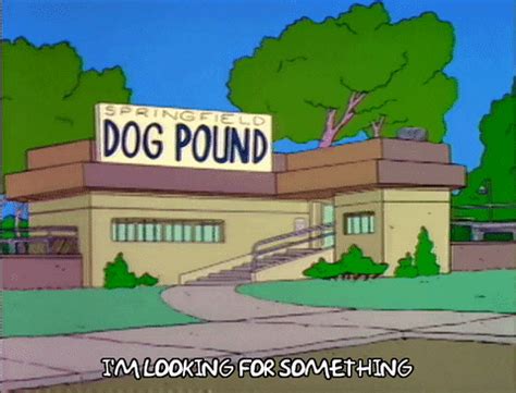 Dog-Pound GIFs - Find & Share on GIPHY