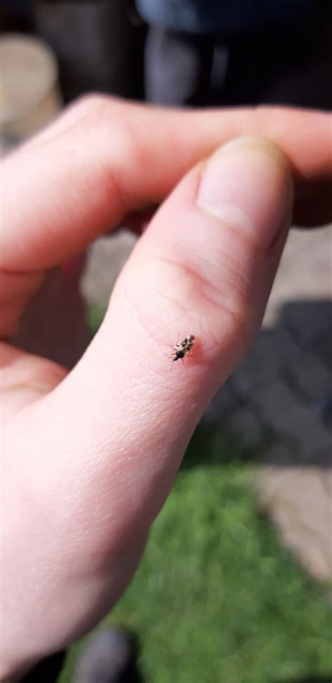 Common Flowerbug in April 2020 by Jako Kriitberg · iNaturalist