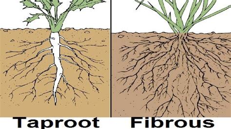 Cedar Tree Root System Diagram