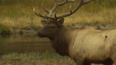 bull elk large antlers walking away Stock Footage Video (100% Royalty ...