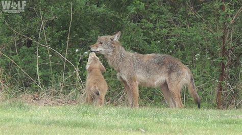 What to Expect During Coyote Pup Season | Wolf Conservation Center