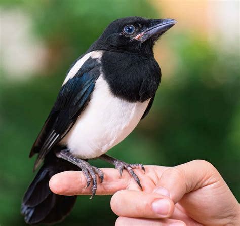 What Do Magpies Eat? 25 Foods They Consume - A-Z Animals