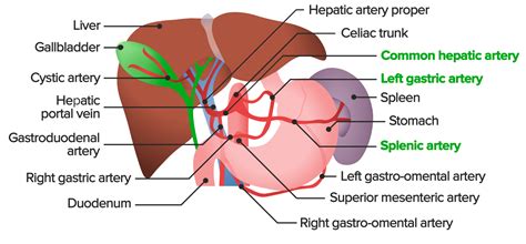 Liver: Anatomy | Concise Medical Knowledge