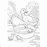 Pond Coloring Pages  Free Printable sketch template