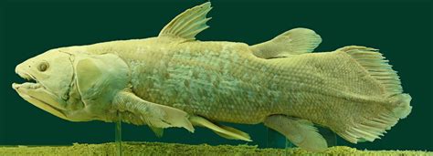 Coelacanth genome surfaces: Unexpected insights from a fish with a 300-million-year-old fossil ...