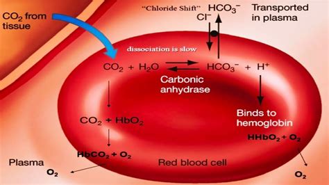 CHLORIDE SHIFT | HAMBURGER PHENOMENON - YouTube