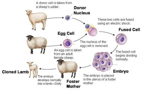 Biology; the study of the life: Cloning