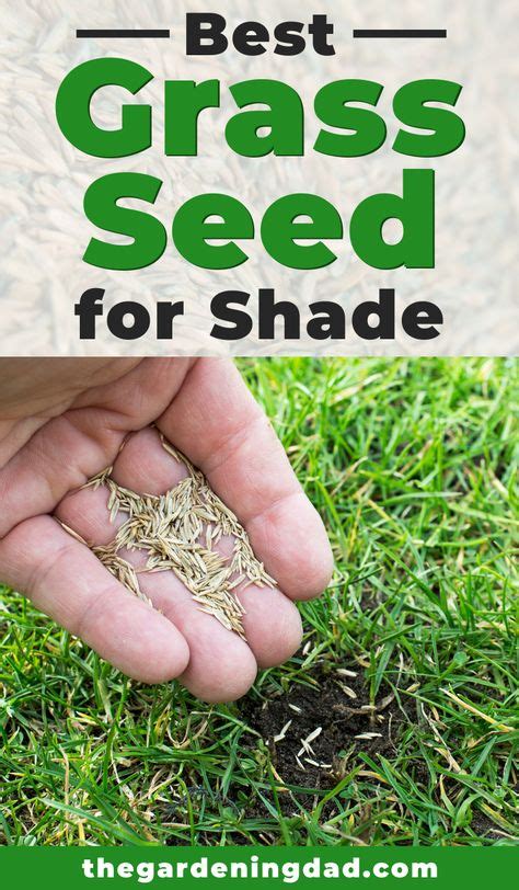 14 Best Grass seed for shade images in 2020 | Grass seed for shade ...