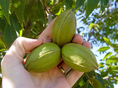 New Pecan Varieties to Consider When Planting - Pecan South MagazinePecan South magazine | The ...