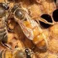 Honey Bee Queen - Queen Bee - Beginners Beekeeping