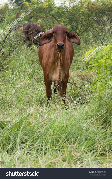 American Brahman Cow Cattle Closeup Portrait Stock Photo 321235409 ...