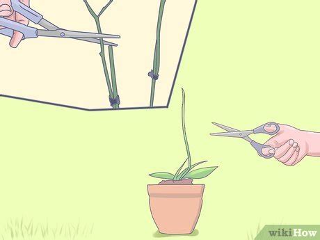 Como Cuidar de Mini Orquídeas (com Imagens) - wikiHow