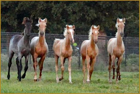 Tennessee Walking Horses - A Walking Horse Ranch