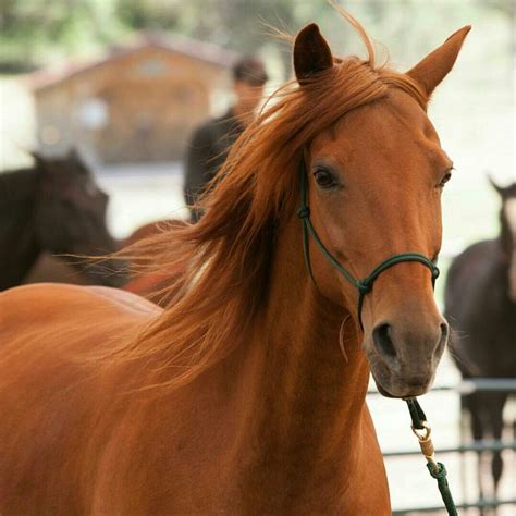 Beautiful Red.. (With images) | Horse pictures, Chestnut horse, Horses