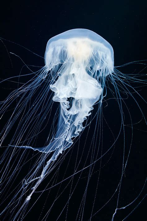 Mesmerizing Jellyfish Photography By Alexander Semenov | DeMilked