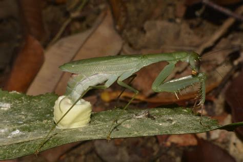 Praying Mantis laying Eggs | Project Noah