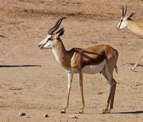 Springbok antelope — Stock Photo © Chriskruger #1900242