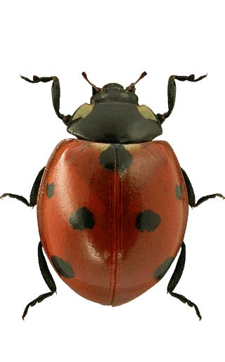Seven-Spot Ladybird: Identification, Life Cycle, Damage, FAQs
