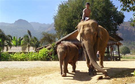Free Images : travel, zoo, mammal, fauna, thailand, safari, indian elephant, elephants and ...