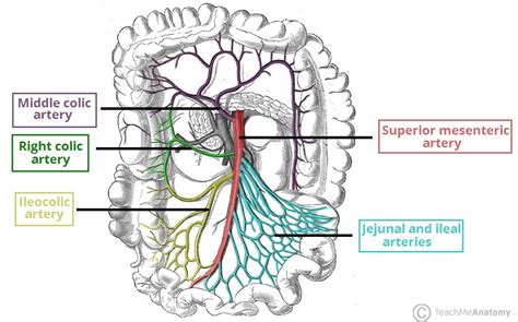 The Superior Mesenteric Artery - Position - Branches - TeachMeAnatomy