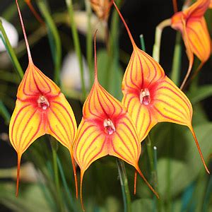 Masdevallia Orchids - Nurseries Online USA