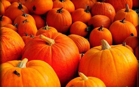 Thanksgiving Pumpkin Wallpapers - Top Free Thanksgiving Pumpkin Backgrounds - WallpaperAccess