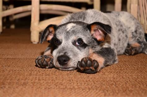 Everything You Need to Know About Training a Blue Heeler: Important ...