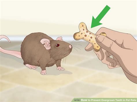 3 Ways to Prevent Overgrown Teeth in Pet Rats - wikiHow Pet