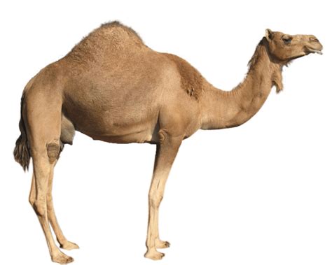 Download Camel PNG Image for Free