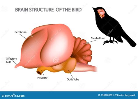 The Brain of Birds. stock vector. Illustration of science - 158360003