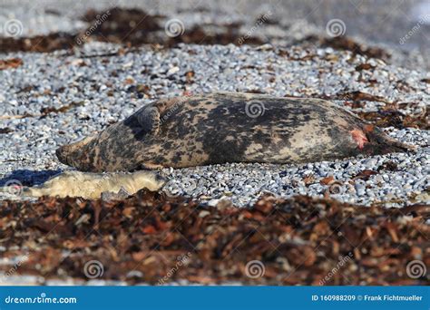 Grey Seal (Halichoerus Grypus) Pup Helgoland Germany Stock Image - Image of beach, atlantic ...