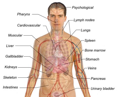 Human Body Diagrams | 101 Diagrams