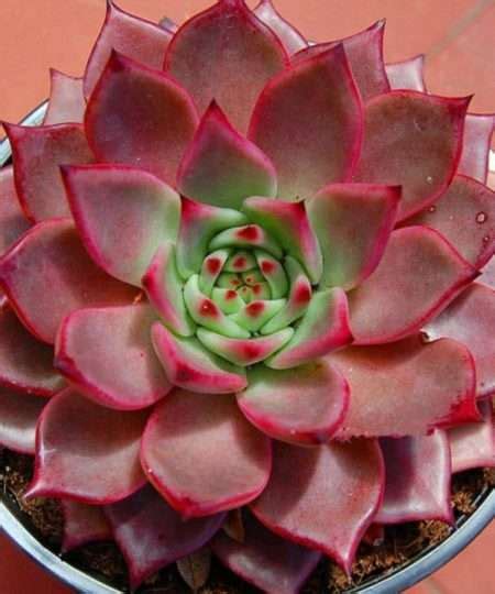 ECHEVERIA SEEDS - UnusualSeeds