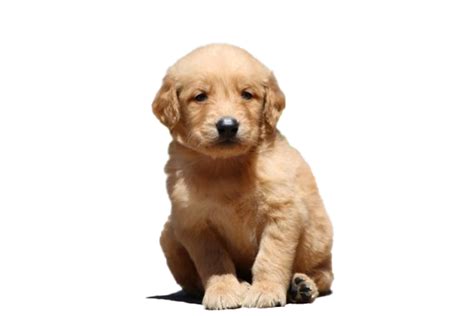 Golden Retriever Puppy PNG Image - PNG All