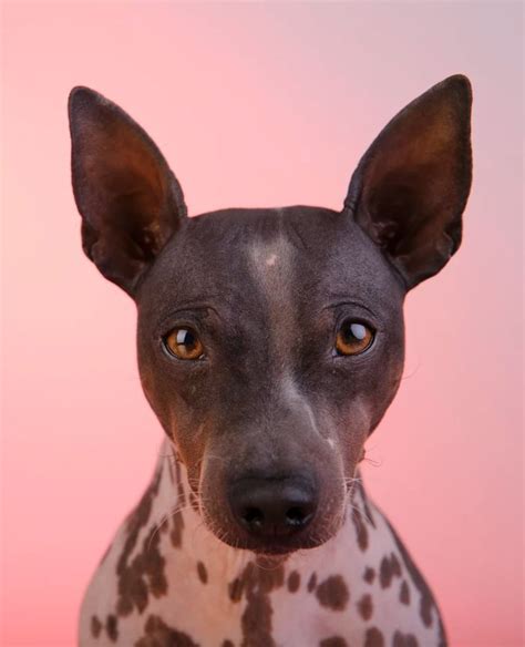 American Hairless Terrier Puppy Dog Photography Amazing Photo | Terrier ...