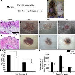 The regulation of multiple signals in gerbil wound healing. a–c RNA-Seq ...